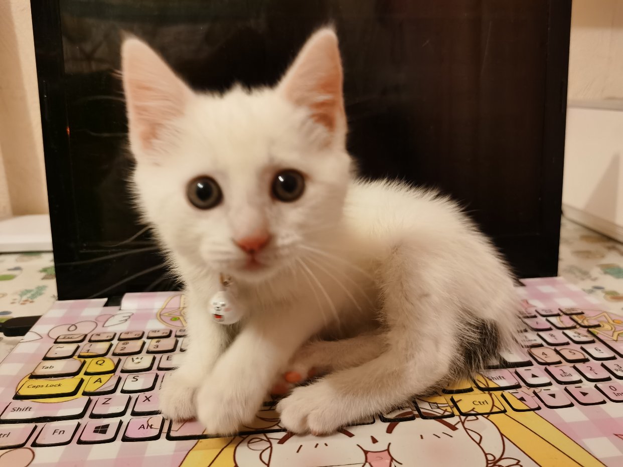 我家的猪