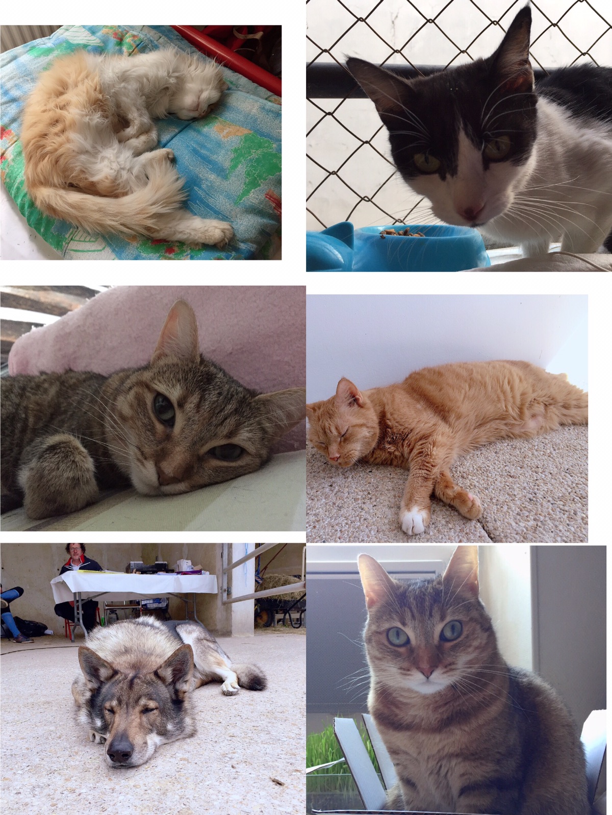 让你一次看个够🐱🐶🐹🐰