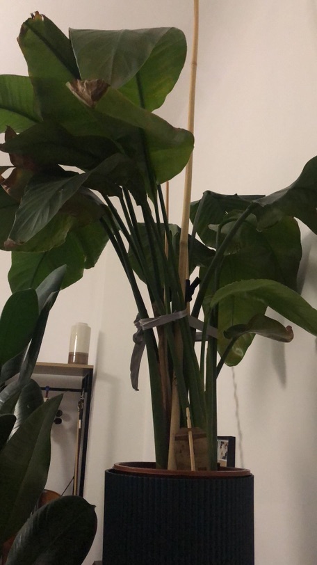 大小型植物求收养-都找到新家啦
