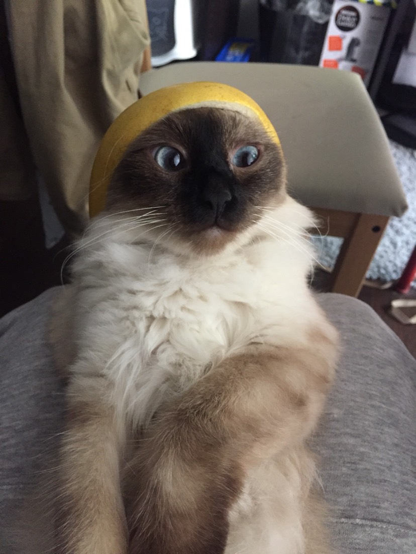 Bruce 首秀 