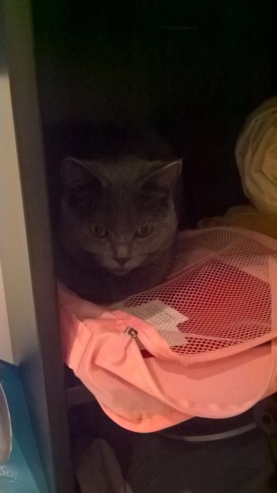 Bar a chats 