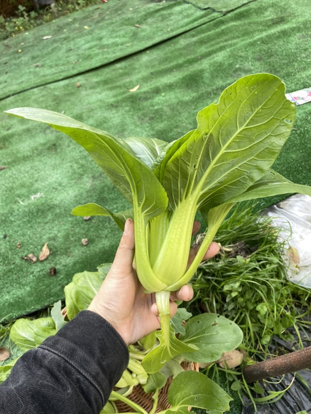吃上自己种的青菜🥬啦！