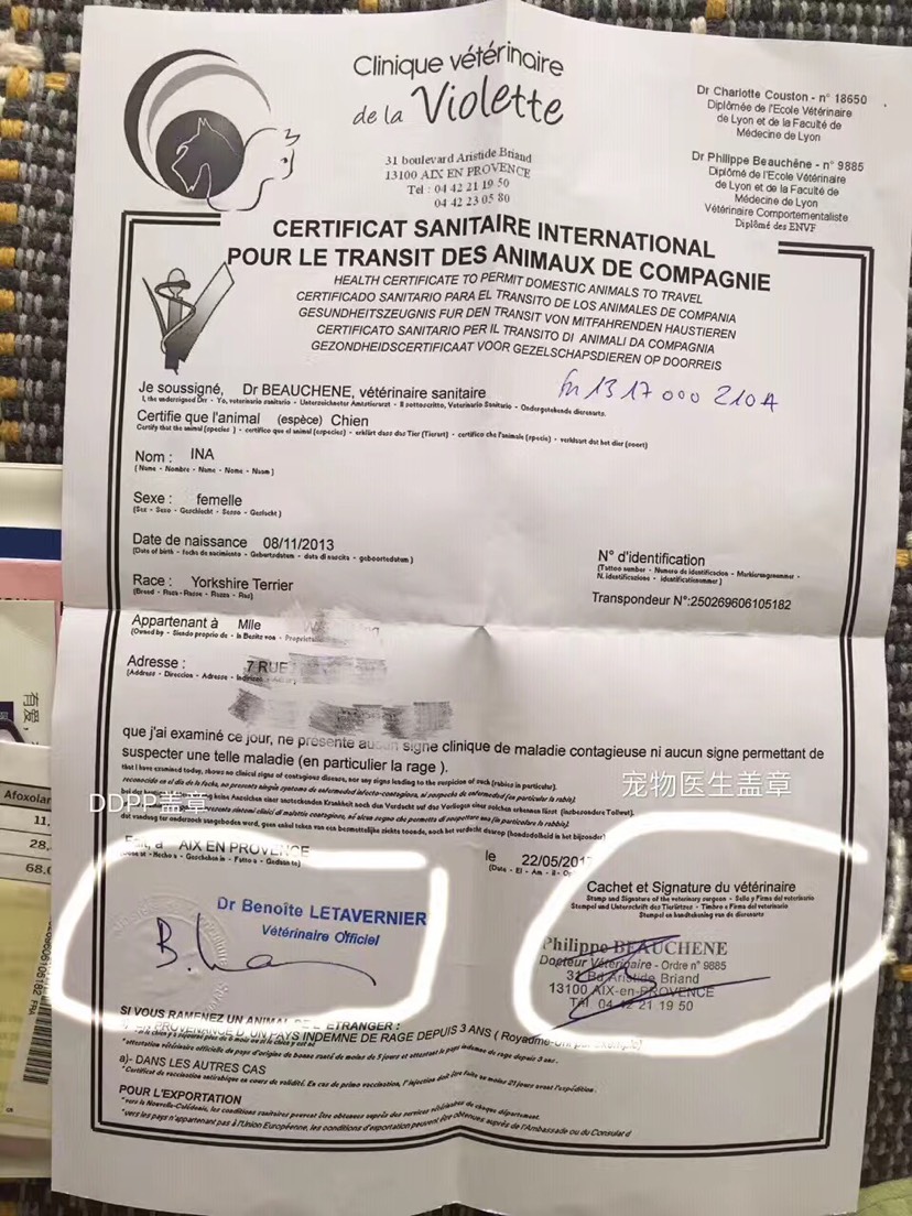 如何带小型猫犬进客舱回国