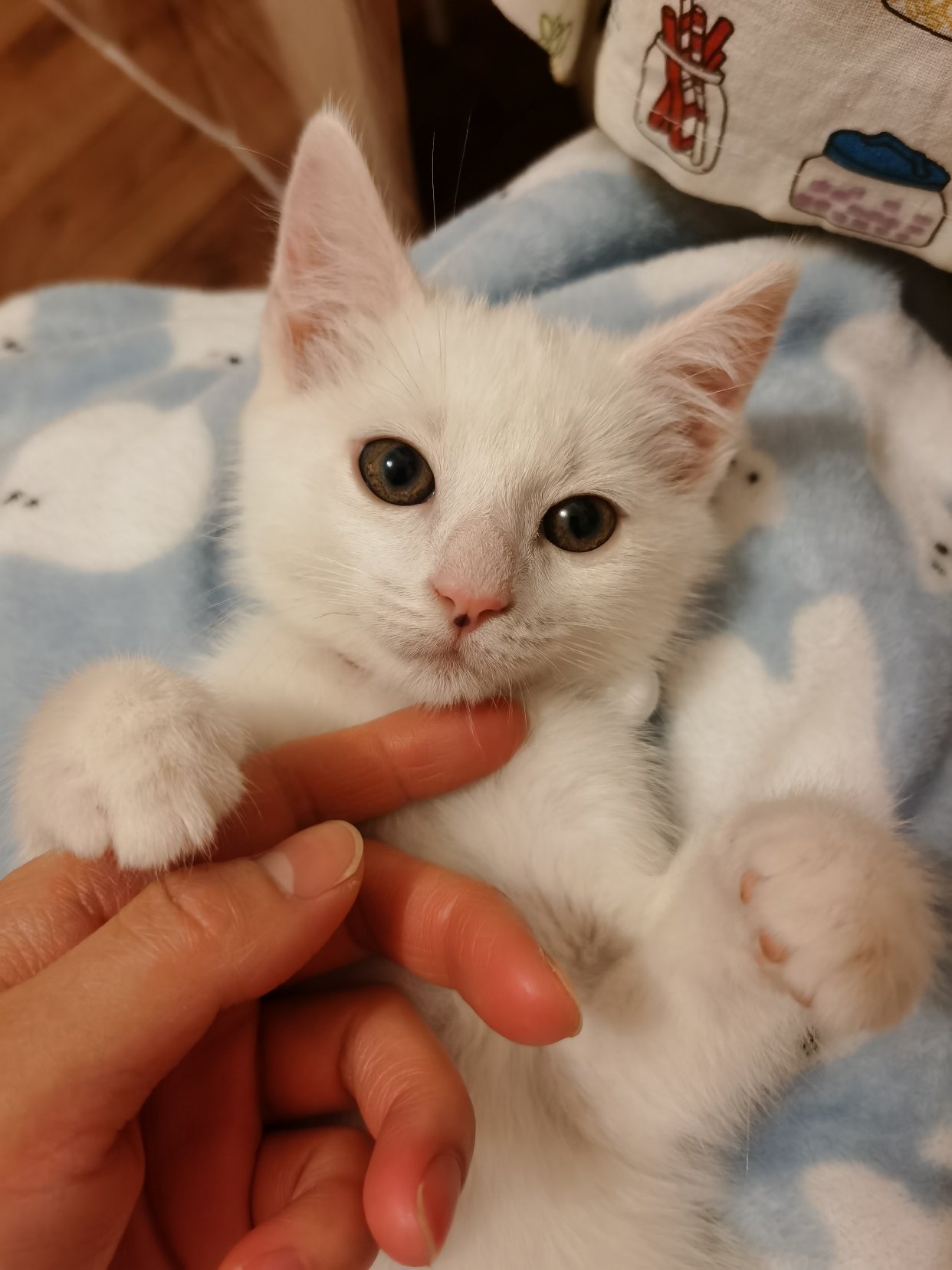 我家的猪