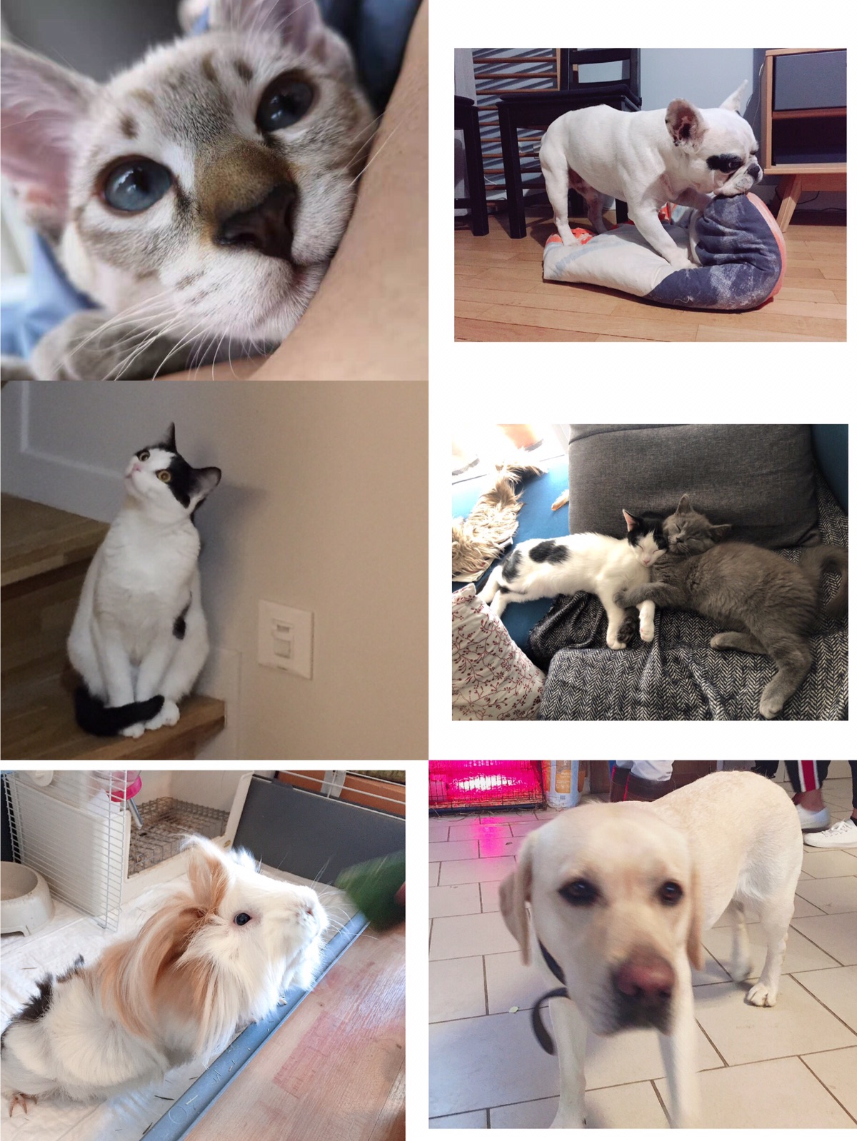 让你一次看个够🐱🐶🐹🐰