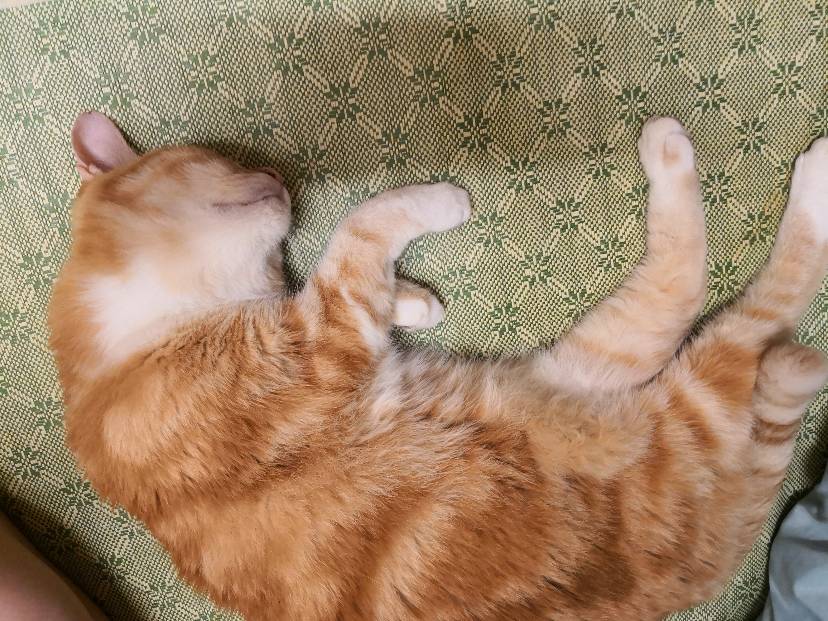 总是被犯上的miel