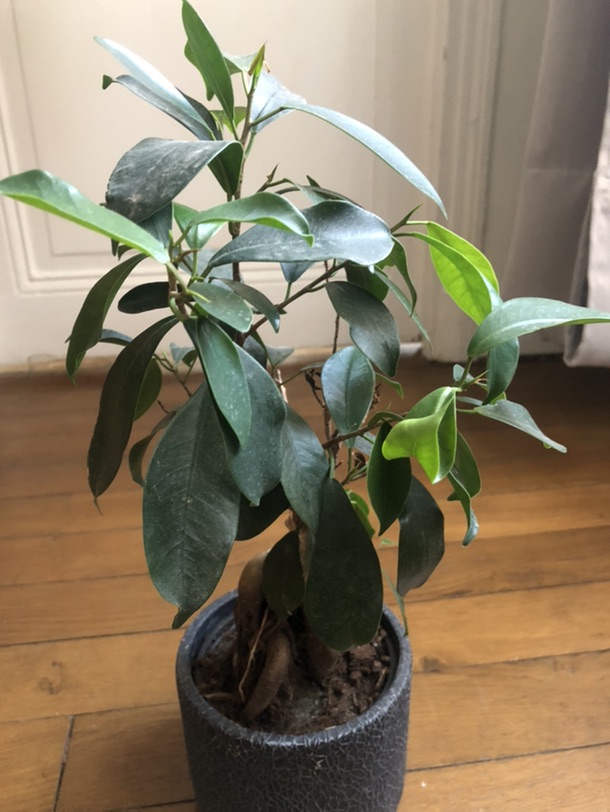 大小型植物求收养-都找到新家啦