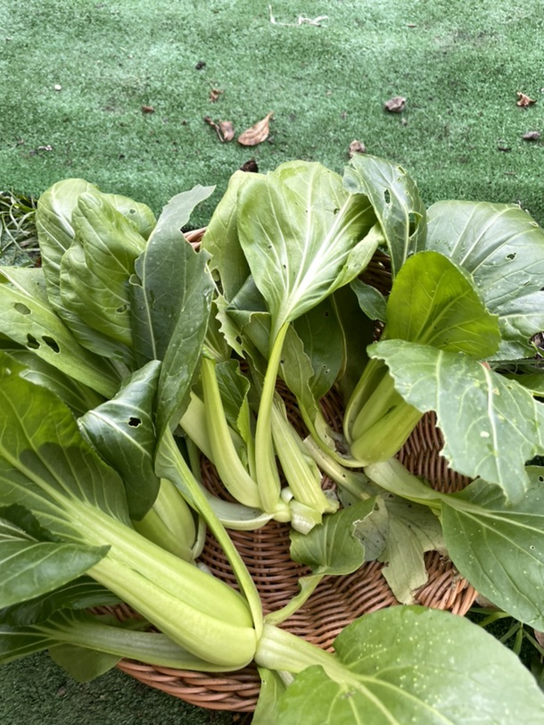吃上自己种的青菜🥬啦！