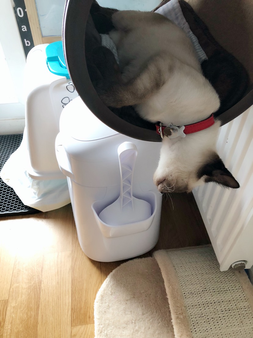 一只爱出门的猫