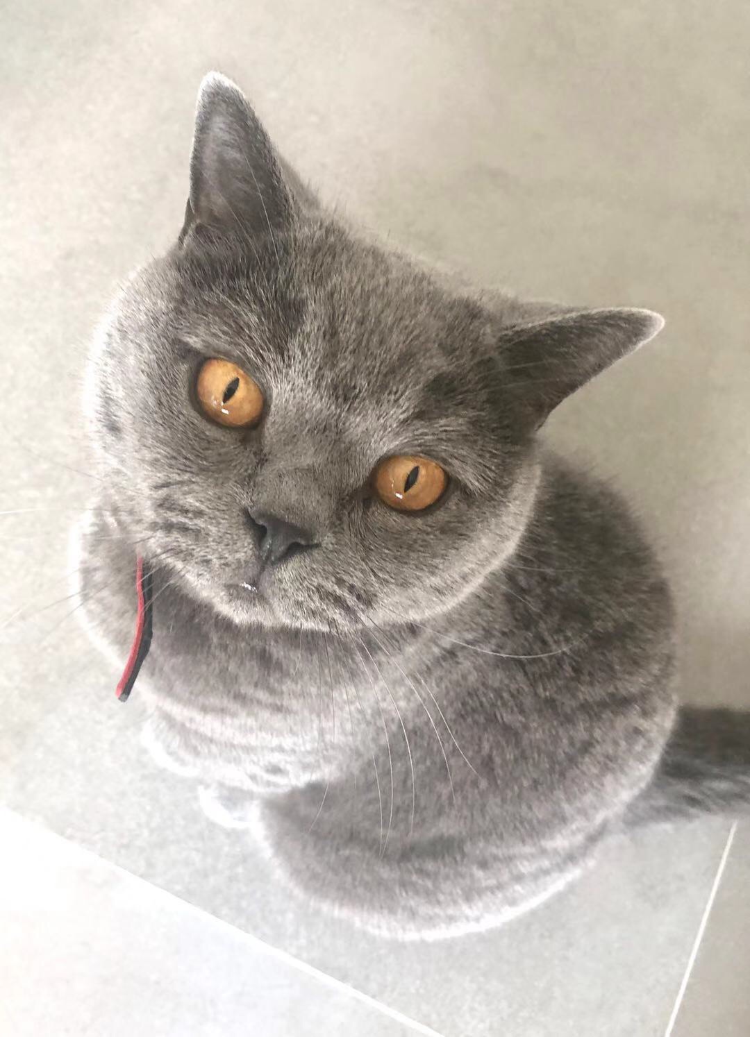 家里的两只小宝贝