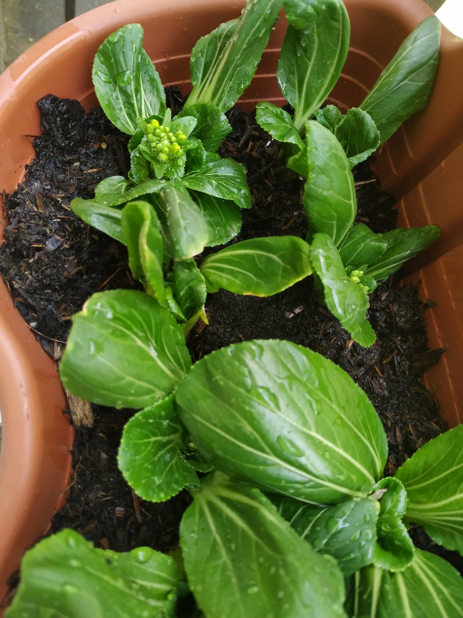 成功堆肥两次，一点点经验给绿植新手们