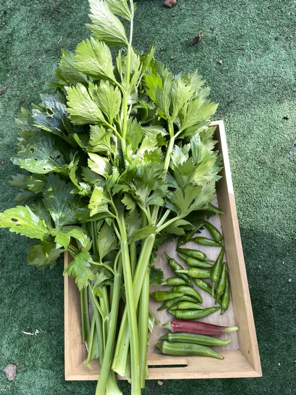 青菜估计半个月就能吃啦