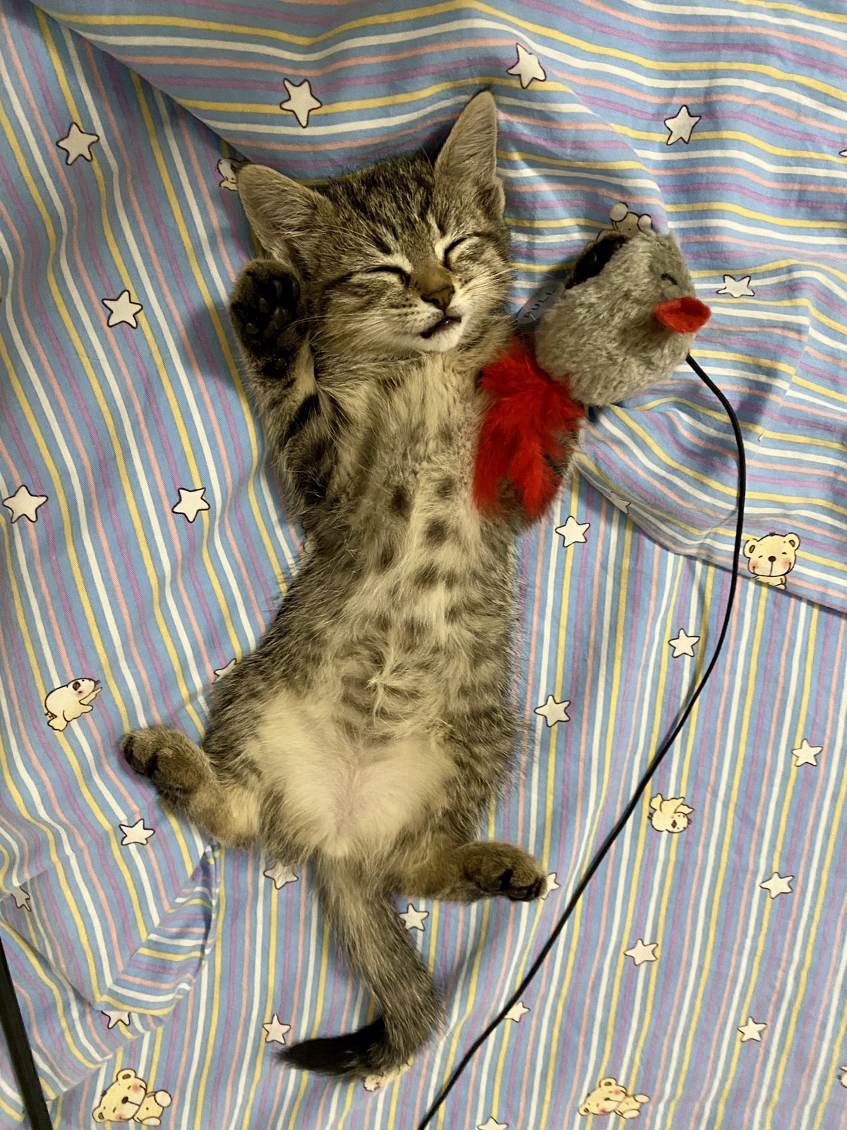 松露来报到啦🐱