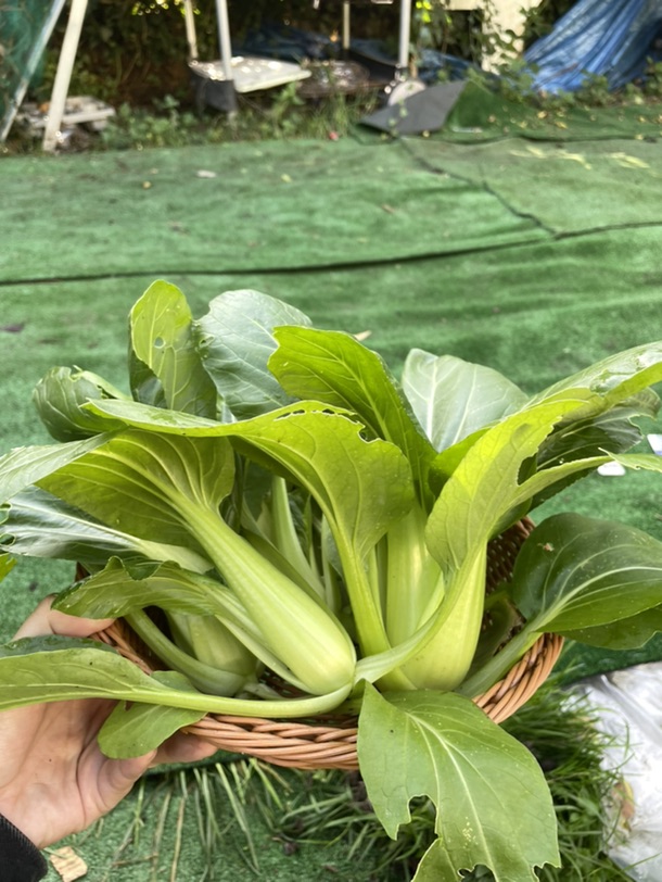 吃上自己种的青菜🥬啦！