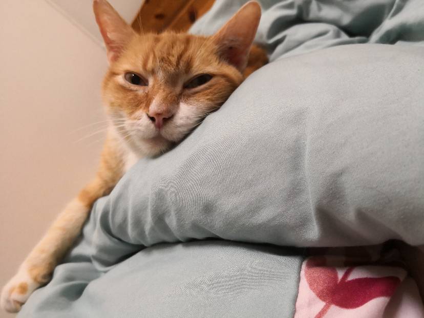 总是被犯上的miel