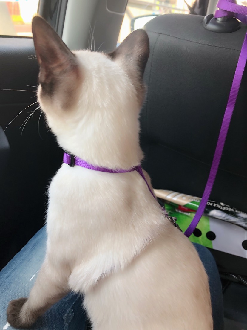 一只爱出门的猫
