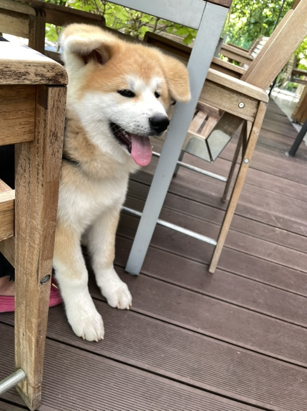 四个月小秋前来参赛