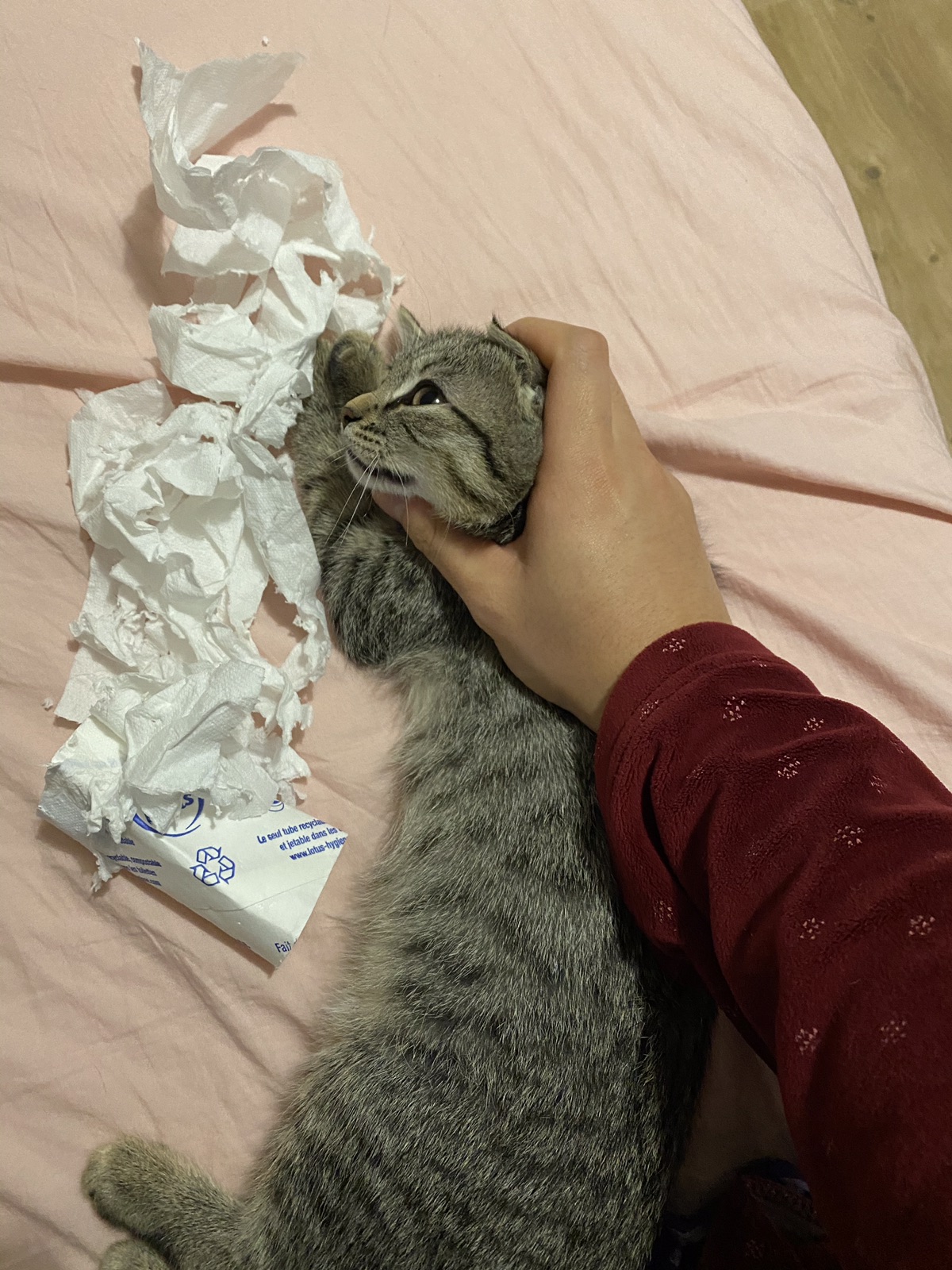 松露来报到啦🐱