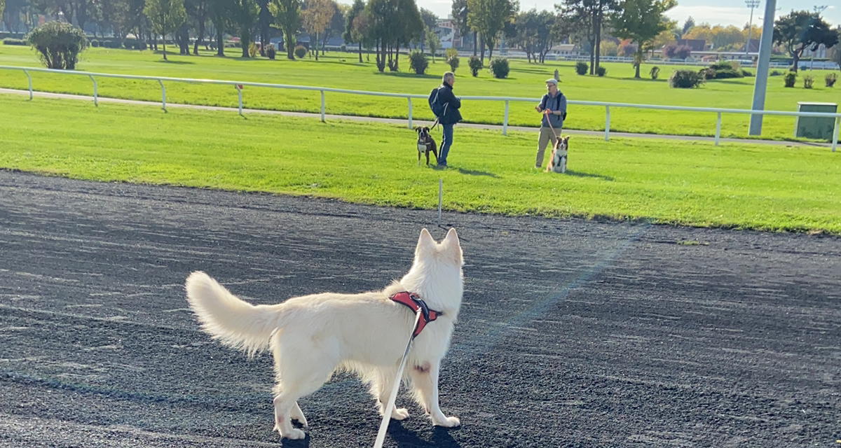 记录家里牛油果苗苗的成长之路🥑