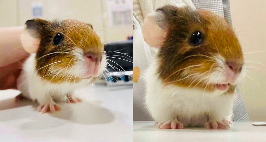 新手养猪注意事项