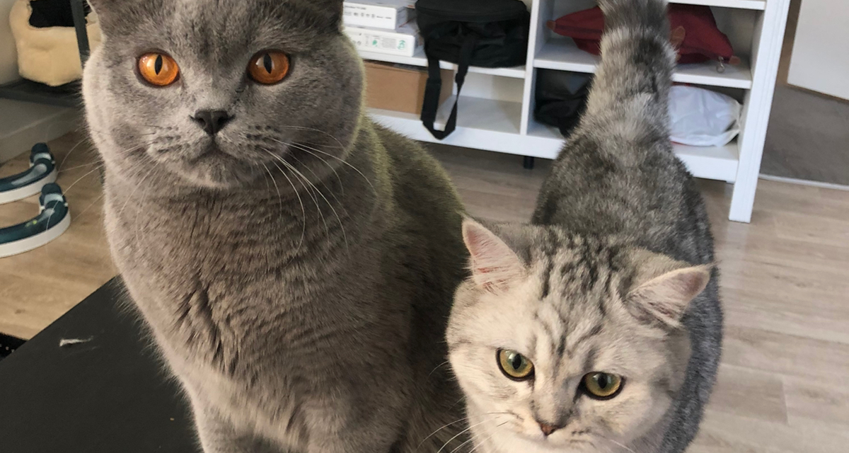 家有两只喵星人🐱x2